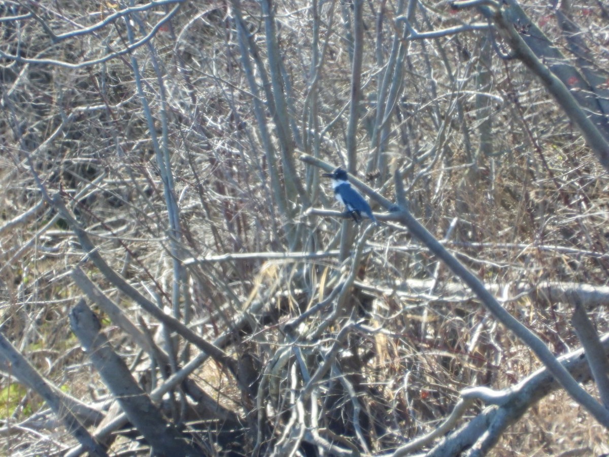 Belted Kingfisher - Manon Guglia