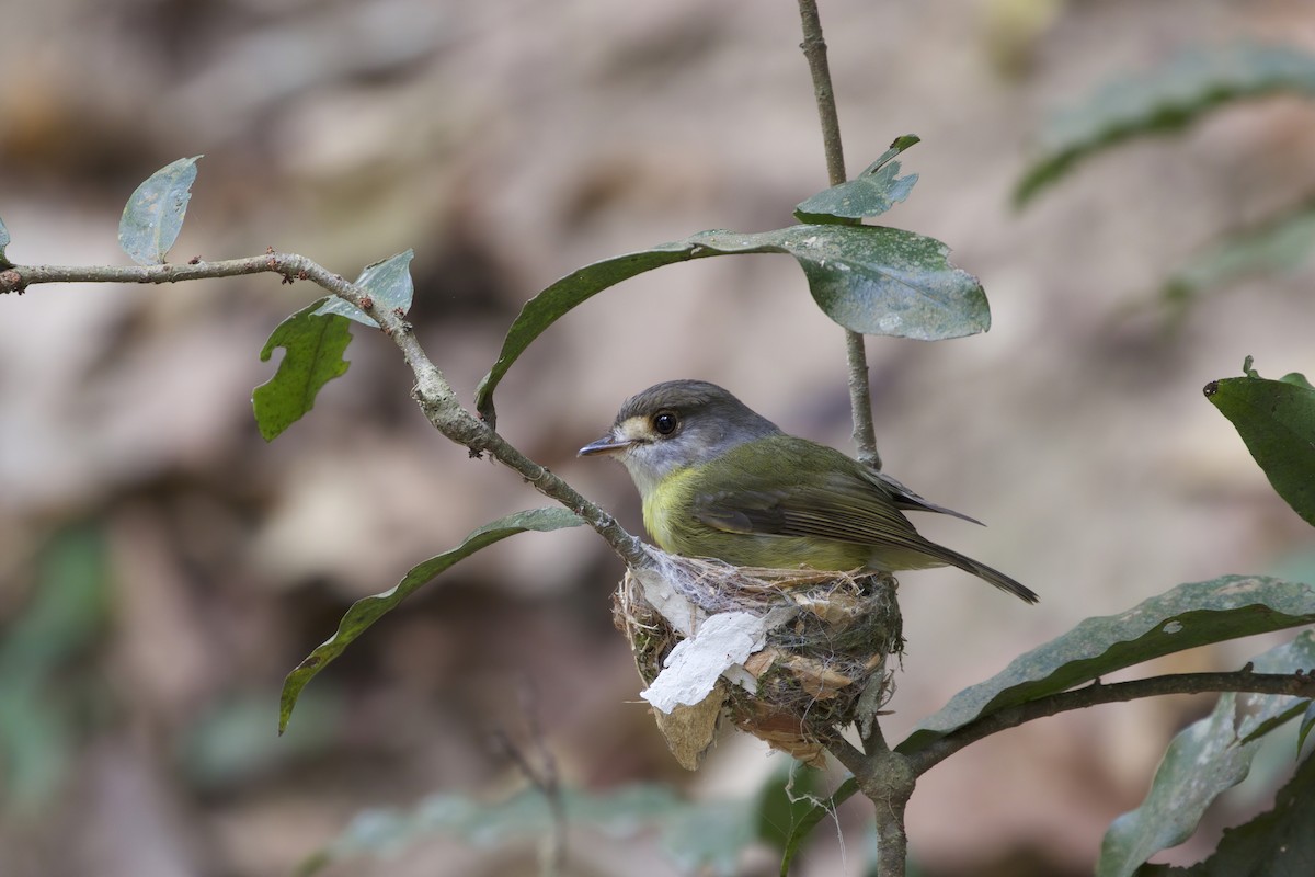 Pale-yellow Robin - ML555238581