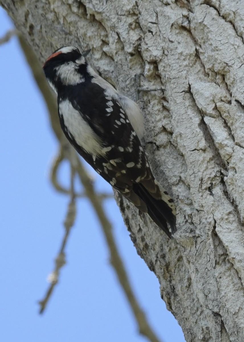 Downy Woodpecker - ML555239051
