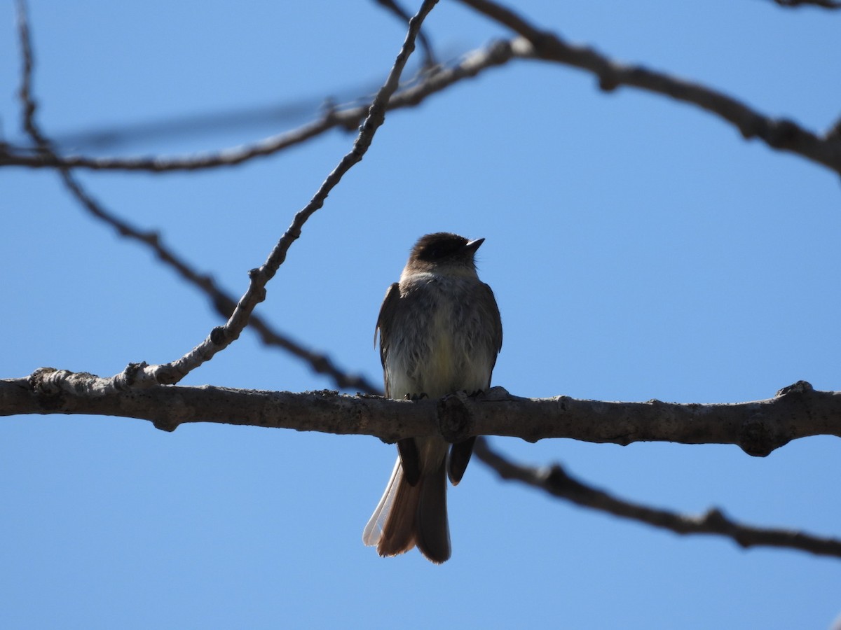 Eastern Phoebe - Manon Guglia