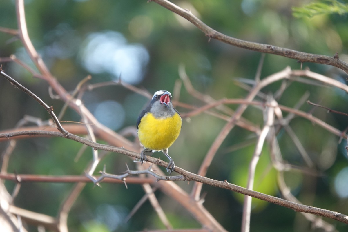 Bananaquit - ML555239291