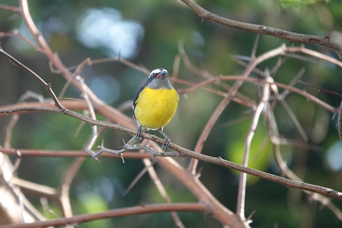Bananaquit - ML555239501