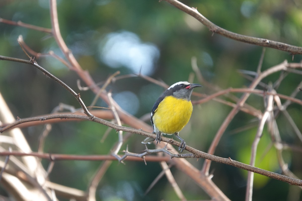 Bananaquit - ML555239821