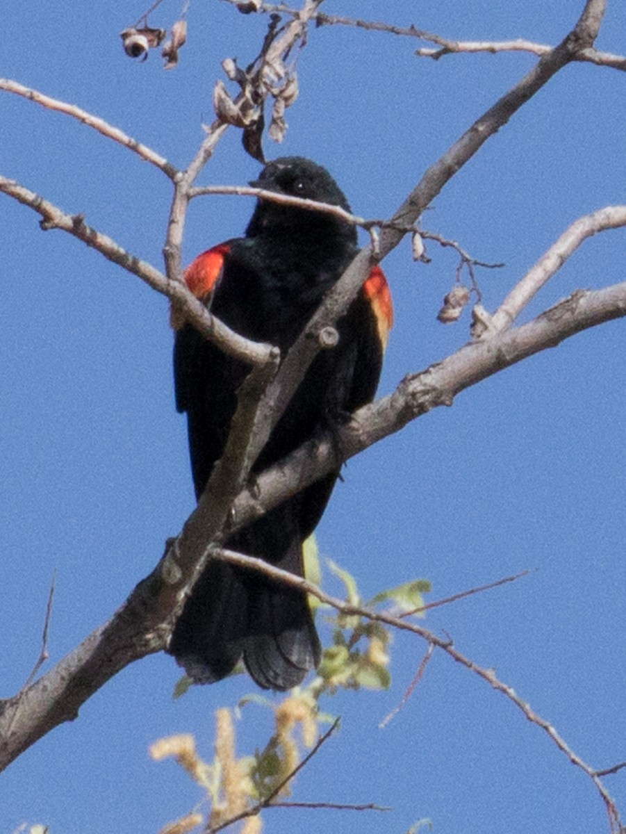 Red-winged Blackbird - Susan Nagi