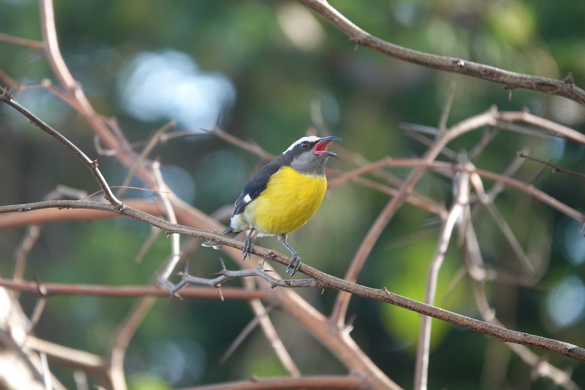 Bananaquit - ML555240341