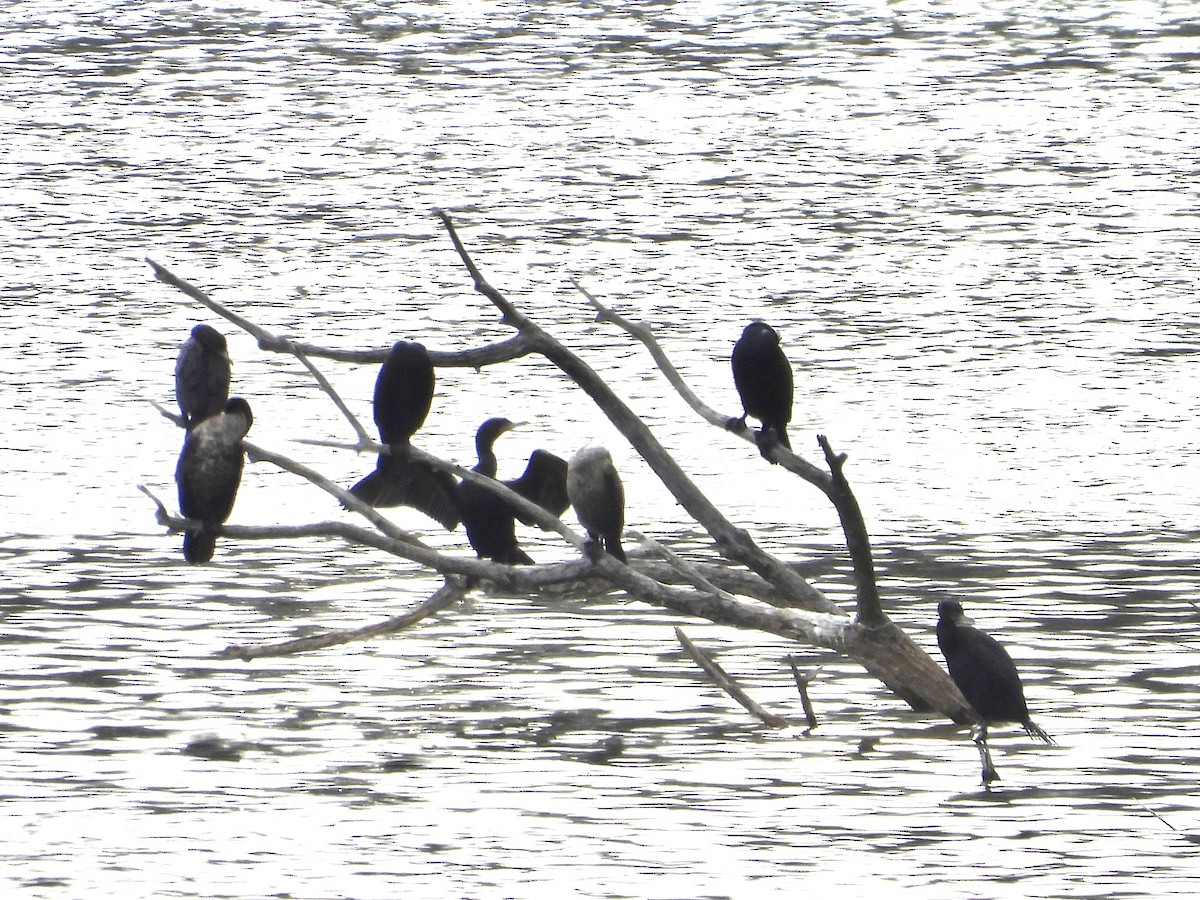 Double-crested Cormorant - ML555240651