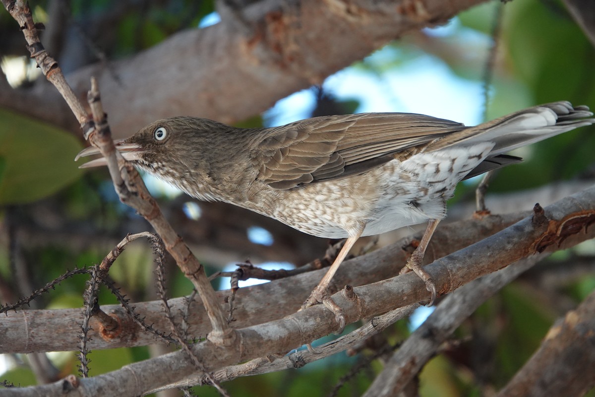 Pearly-eyed Thrasher - ML555240691