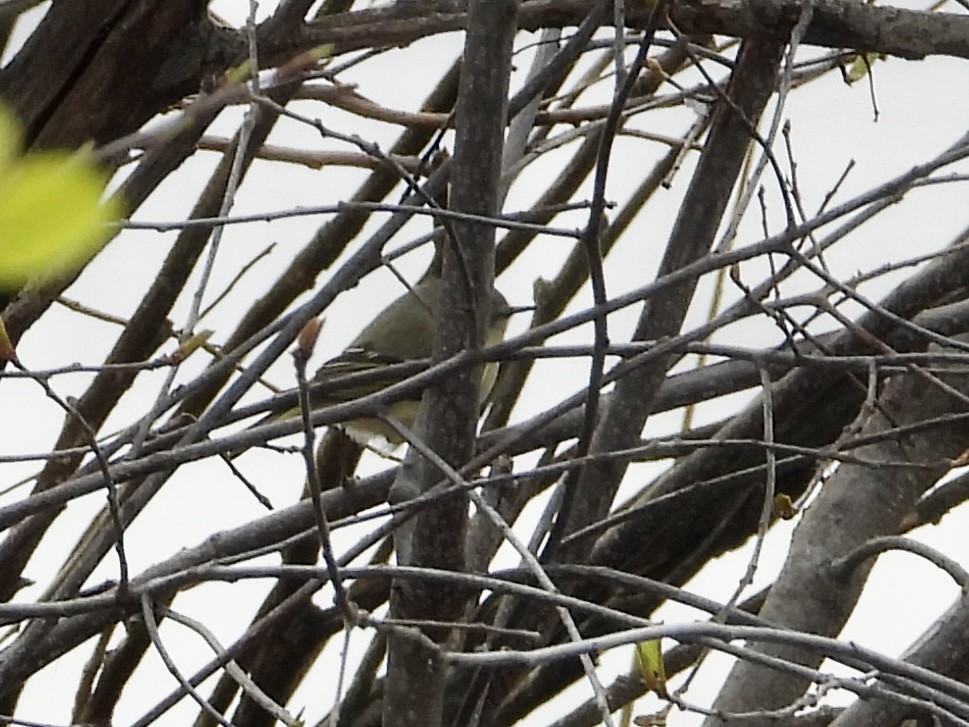 Ruby-crowned Kinglet - ML555240901