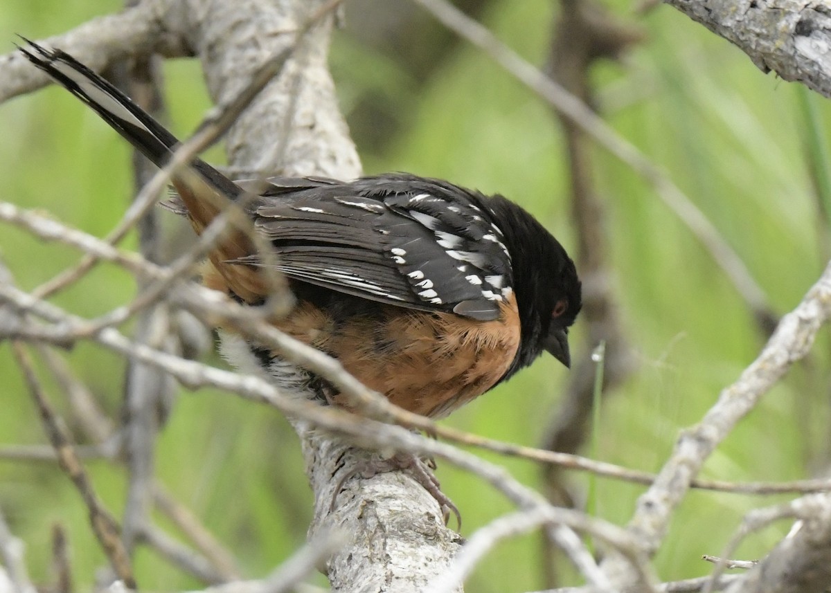 Spotted Towhee - ML555240961