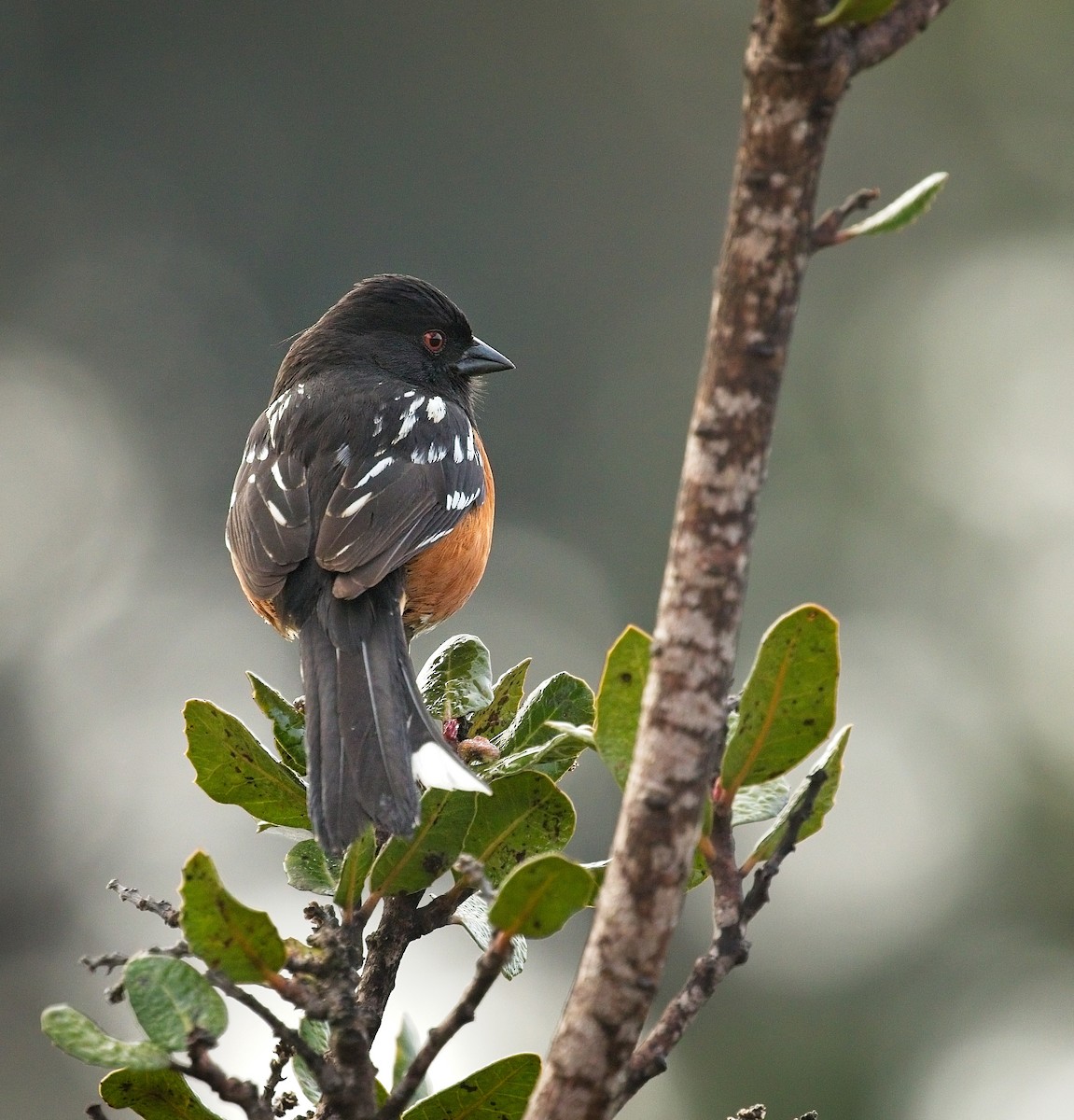 Spotted Towhee - ML555241161