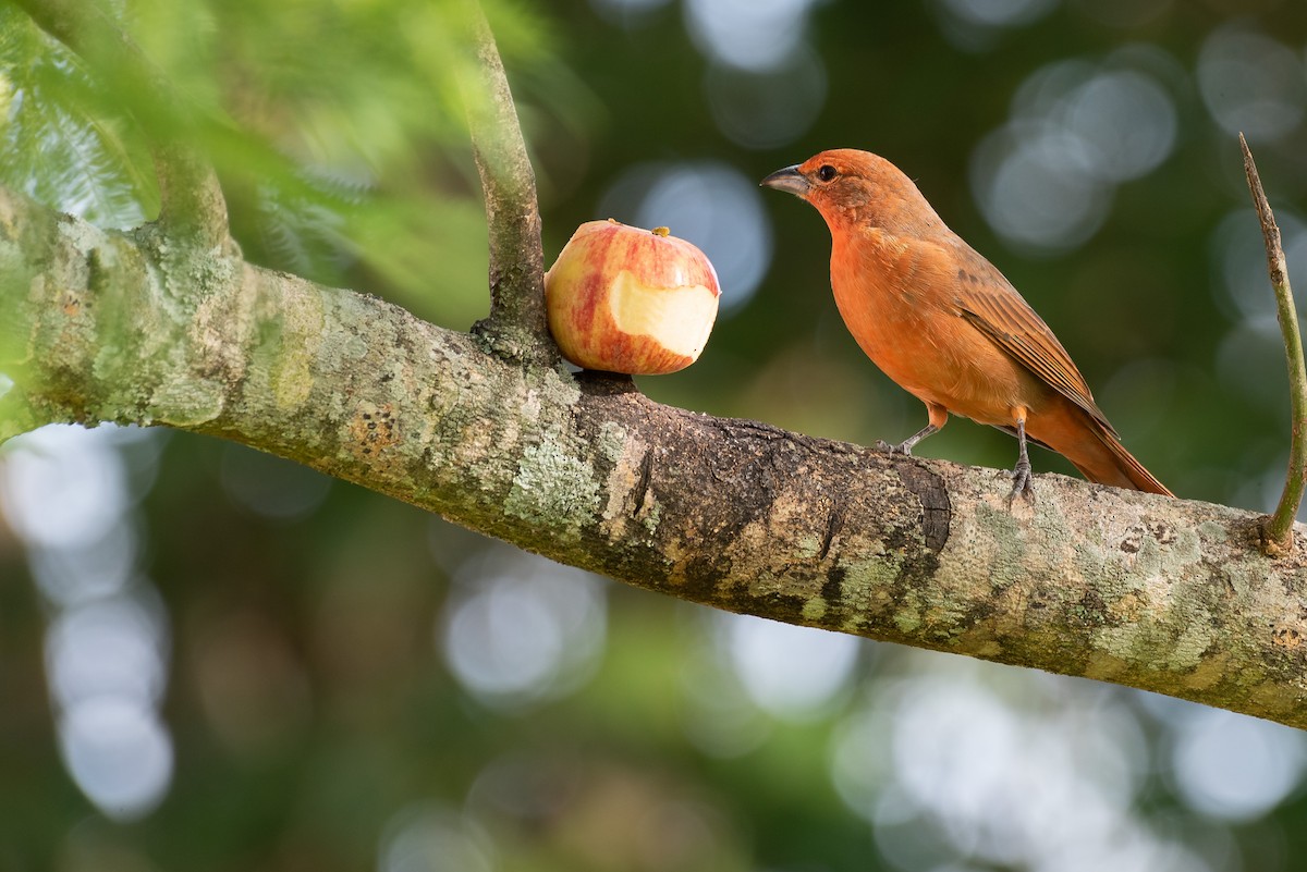 Hepatic Tanager - ML555241311