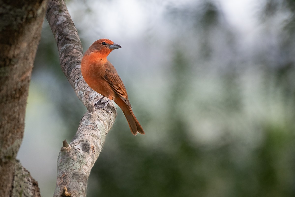 Hepatic Tanager - ML555241321