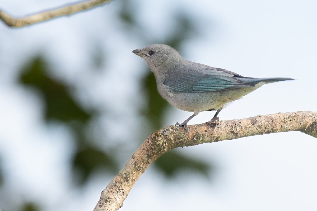 Sayaca Tanager - Fernando Vidal Volpe