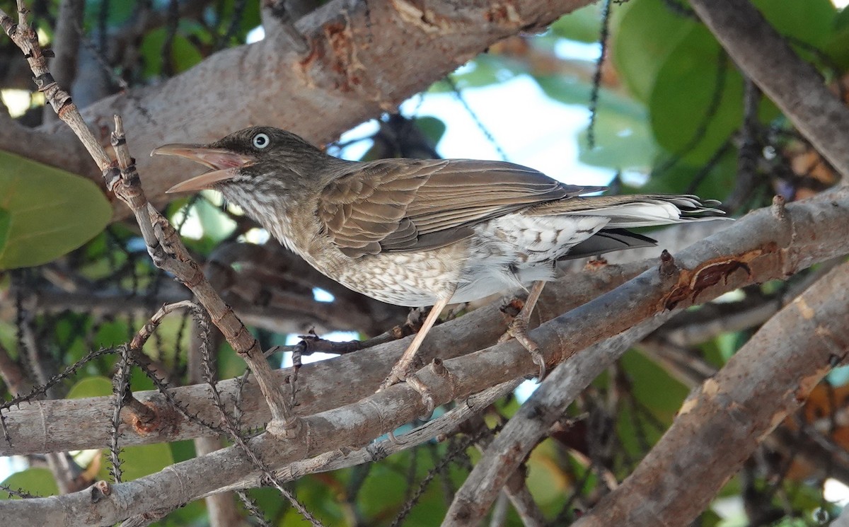 Pearly-eyed Thrasher - ML555241841