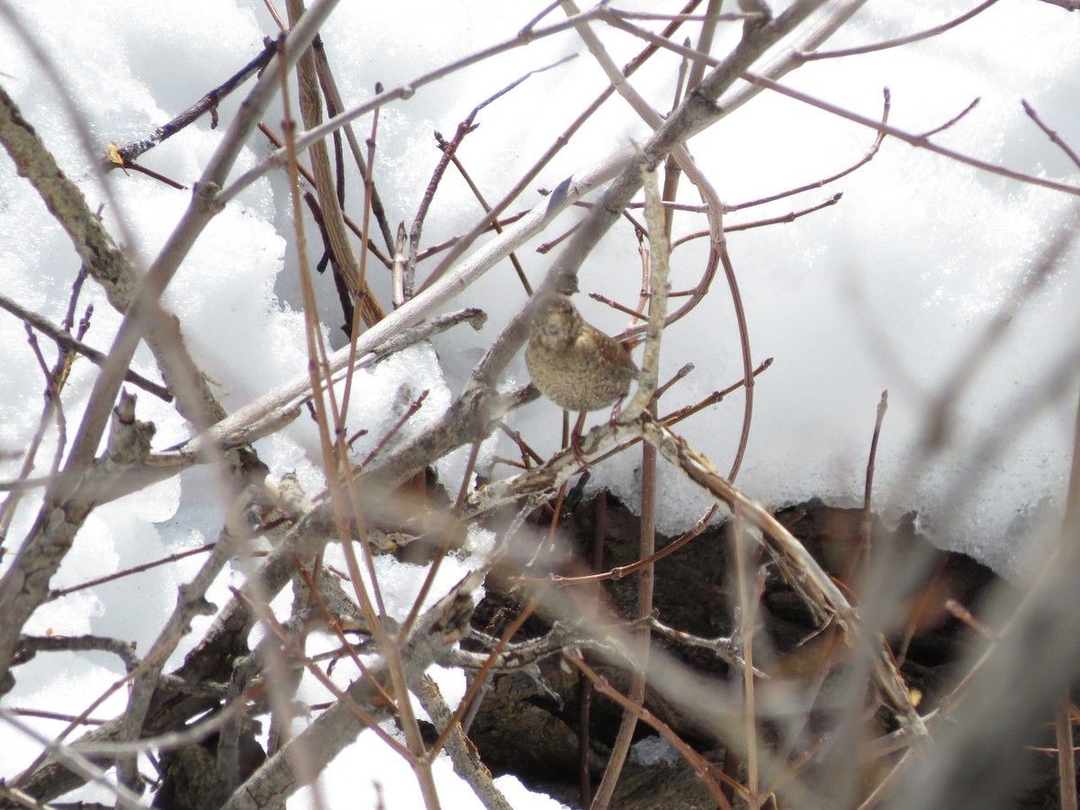 Winter Wren - ML555242361