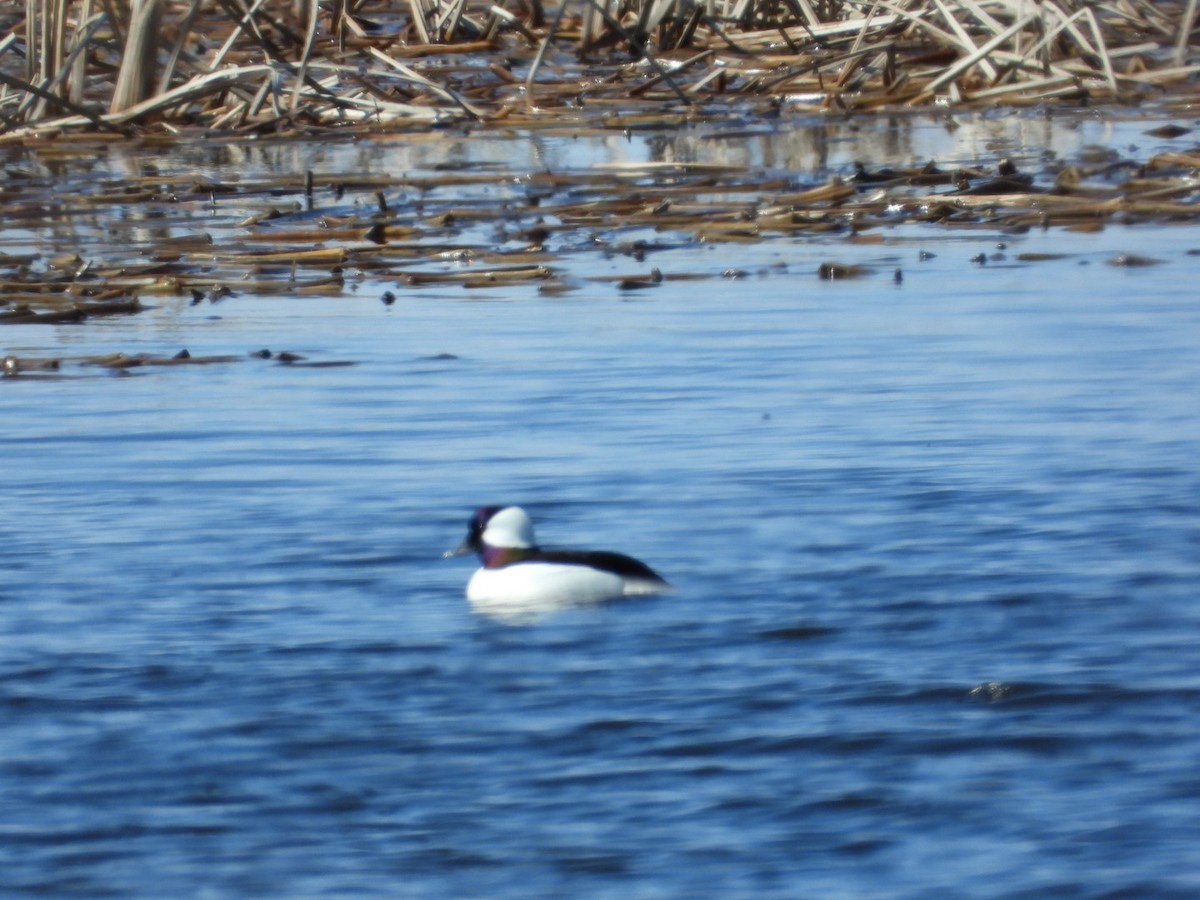 Bufflehead - Manon Guglia