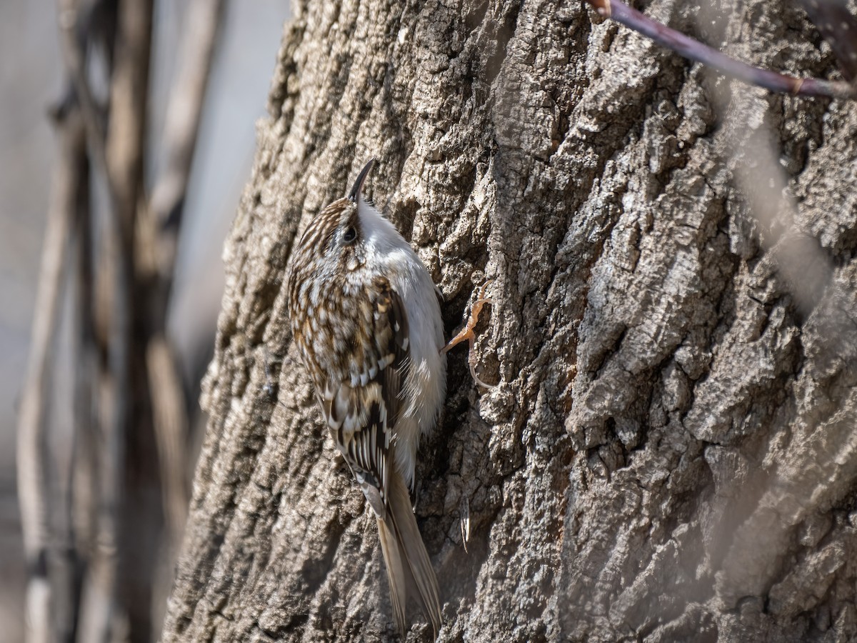 Brown Creeper - David Howe & Rosanne Dawson