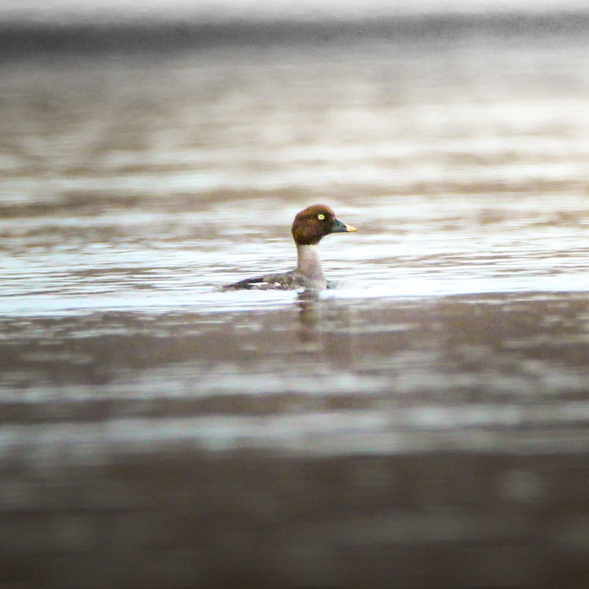 Common Goldeneye - ML555243051