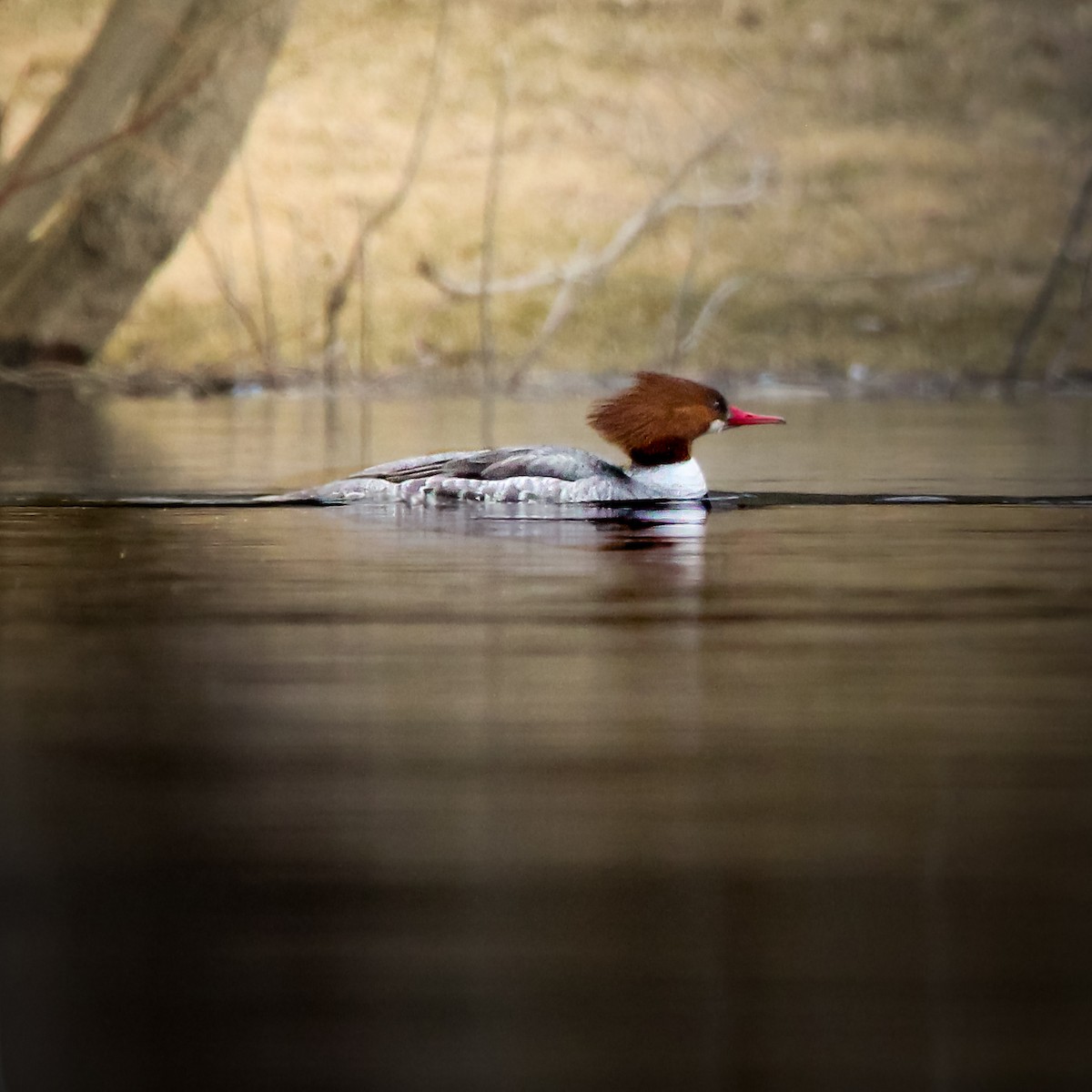 Common Merganser - ML555243301