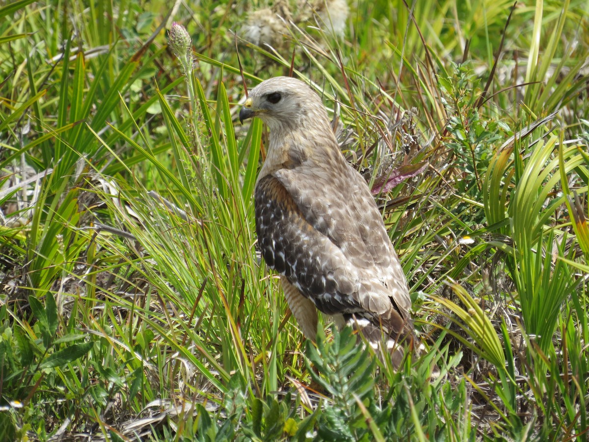 Red-shouldered Hawk - Kenneth Bader