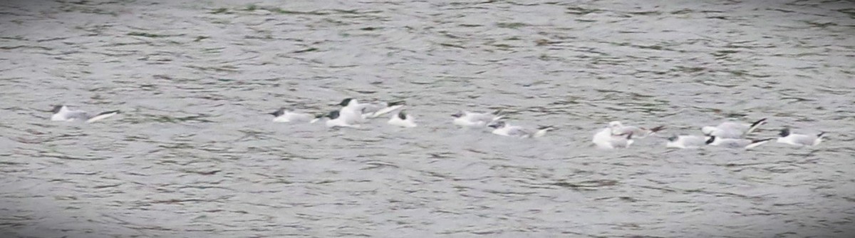 Bonaparte's Gull - ML555244861
