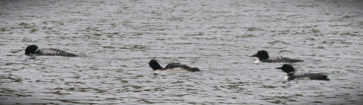 Common Loon - ML555245041