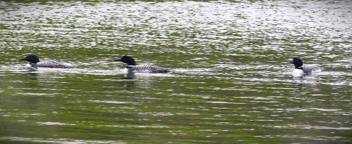 Common Loon - ML555245051