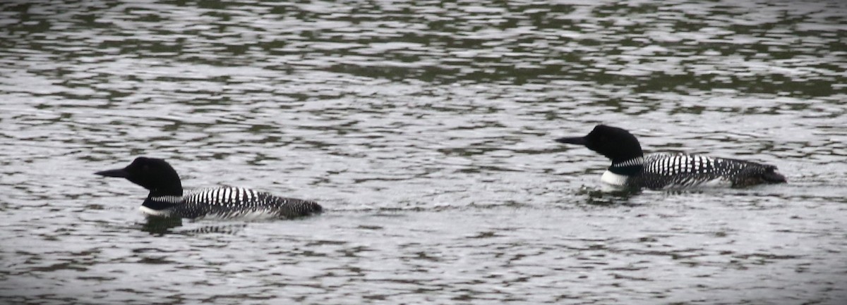 Common Loon - ML555245061