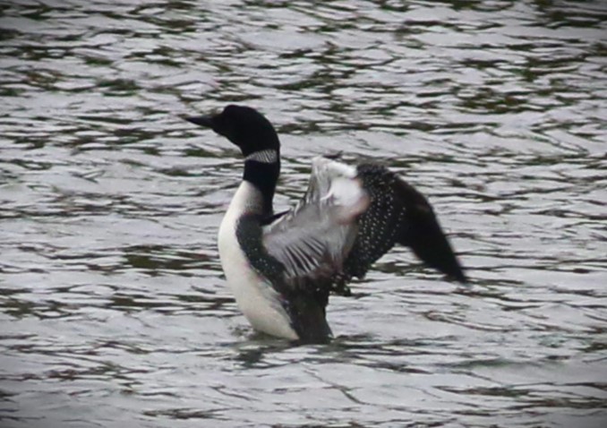 Common Loon - ML555245271