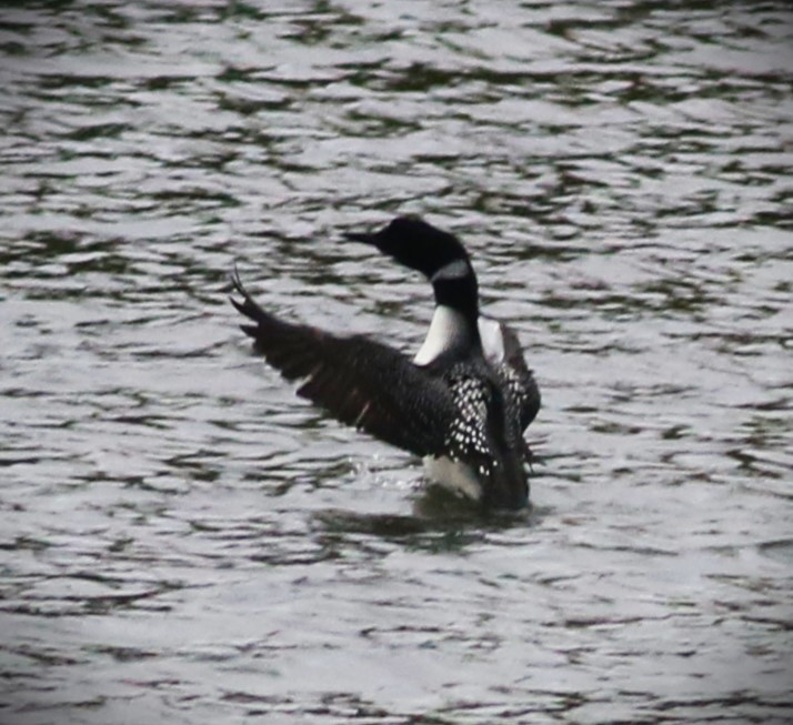 Common Loon - ML555245281