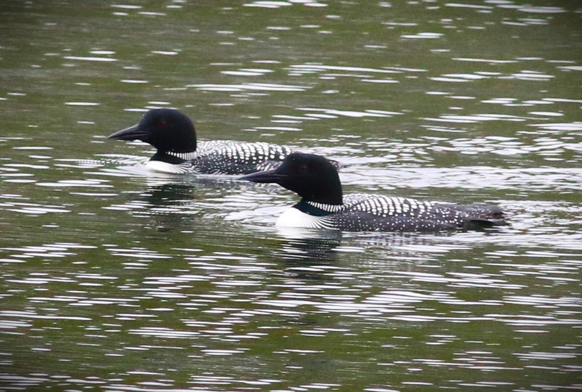 Common Loon - ML555245291