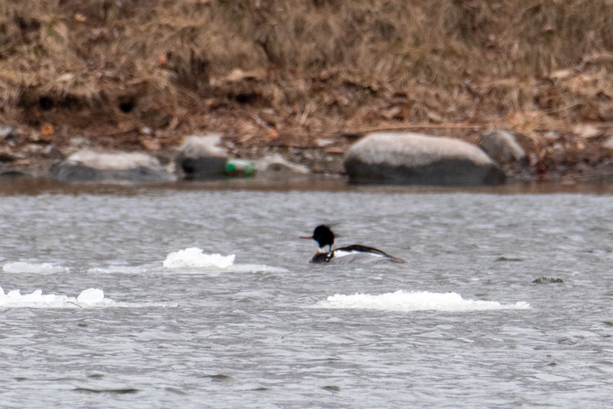 Red-breasted Merganser - ML555245481