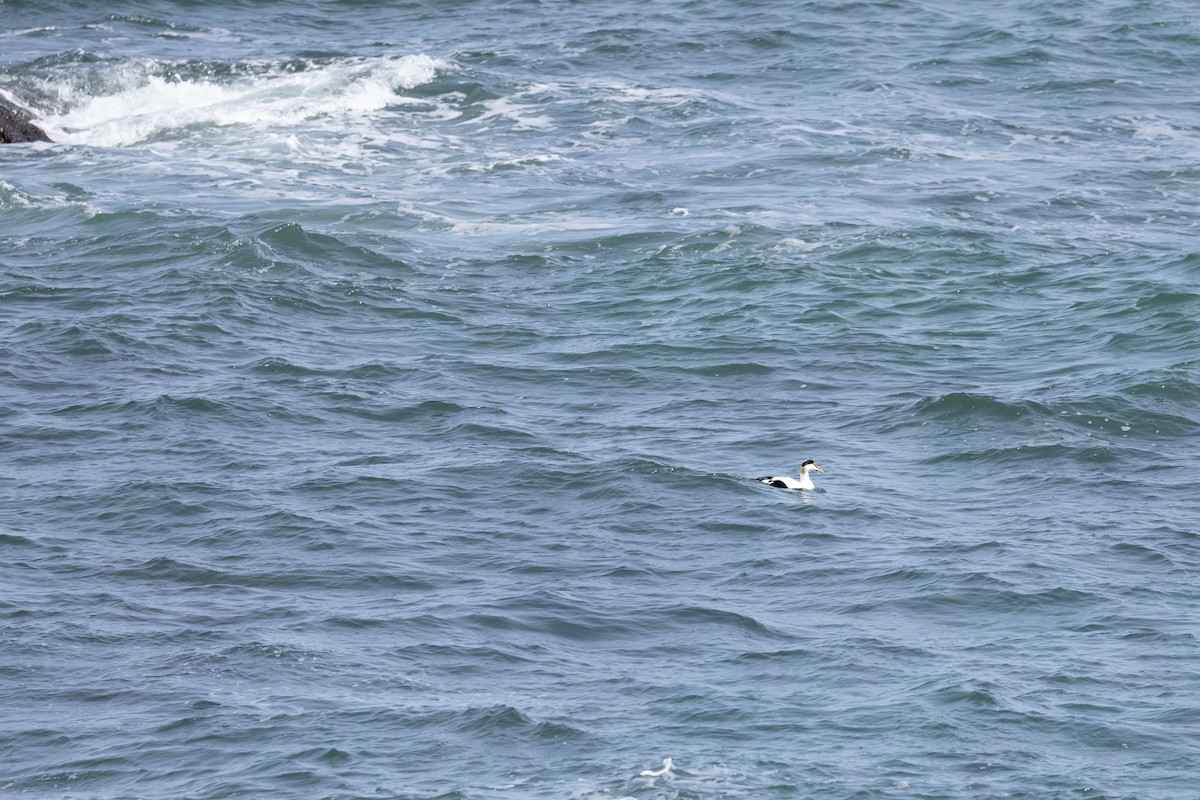 Common Eider - ML555246681