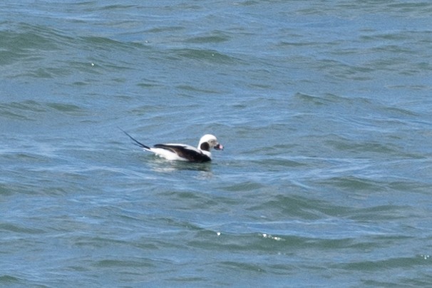 Long-tailed Duck - ML555247061
