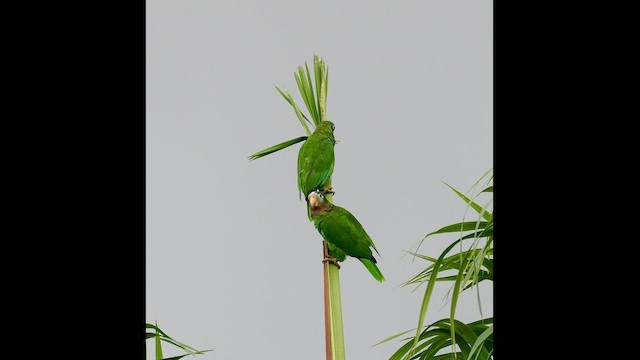 Yellow-billed Amazon - ML555248011