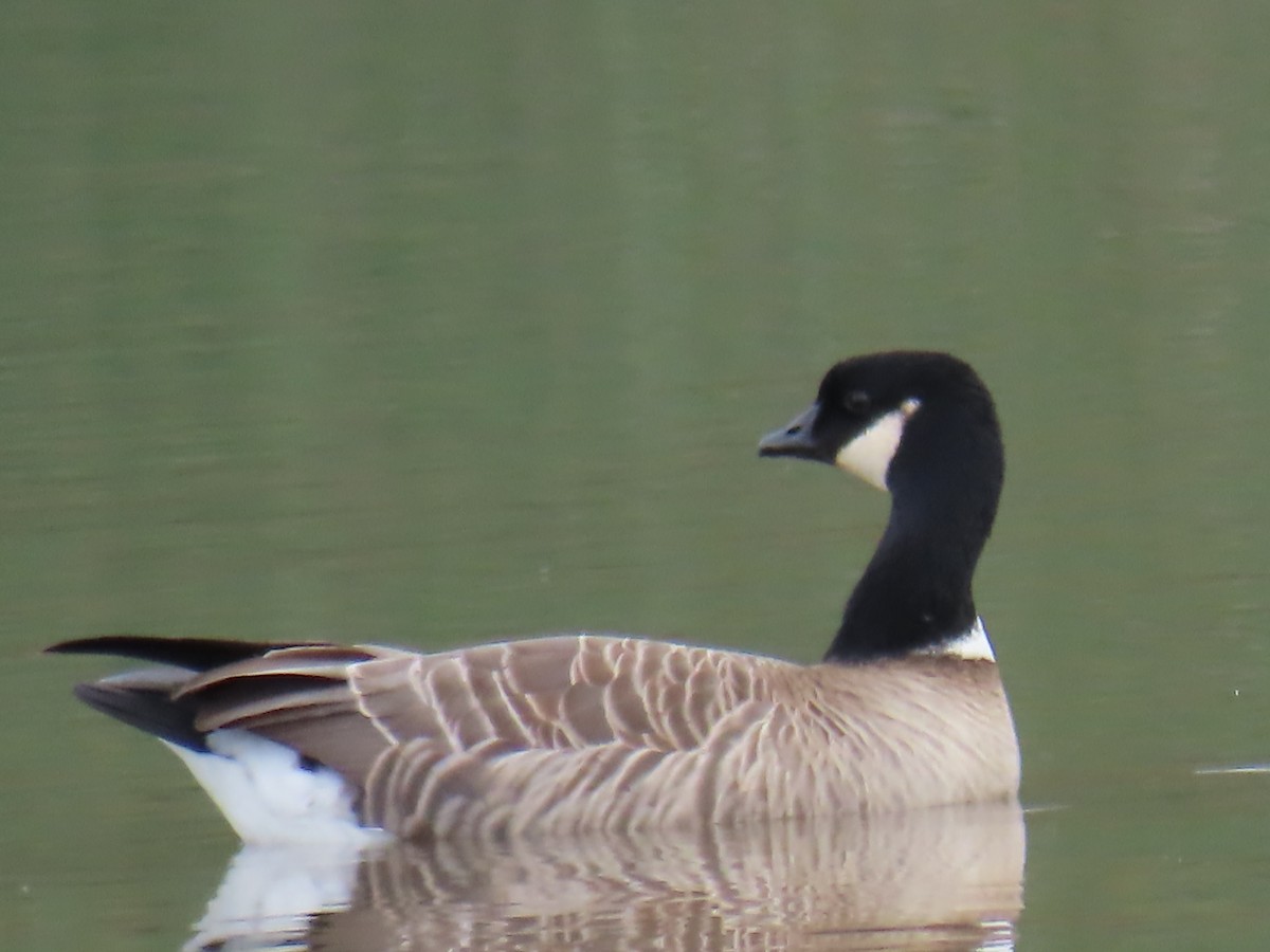 Cackling Goose - Elizabeth Ferber