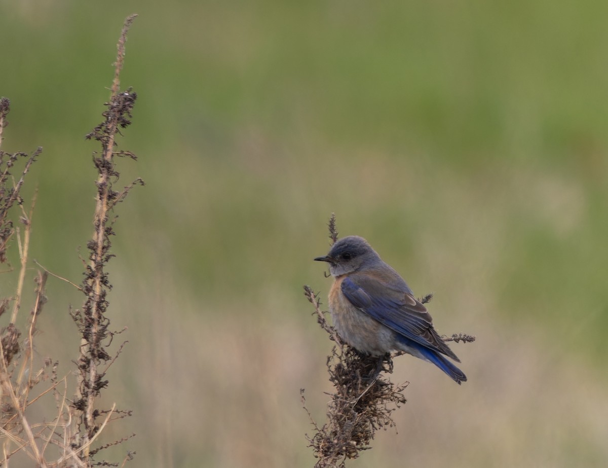 Western Bluebird - ML555249401