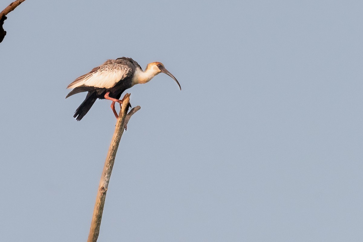 ibis bělokřídlý - ML555250871