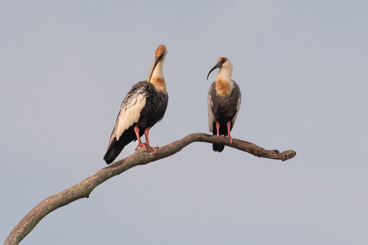 ibis bělokřídlý - ML555250881