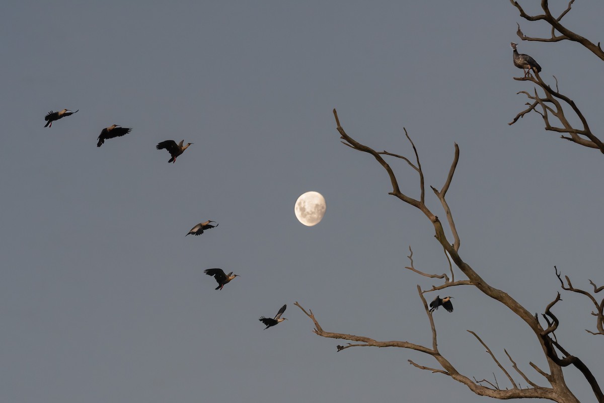 Buff-necked Ibis - ML555250961