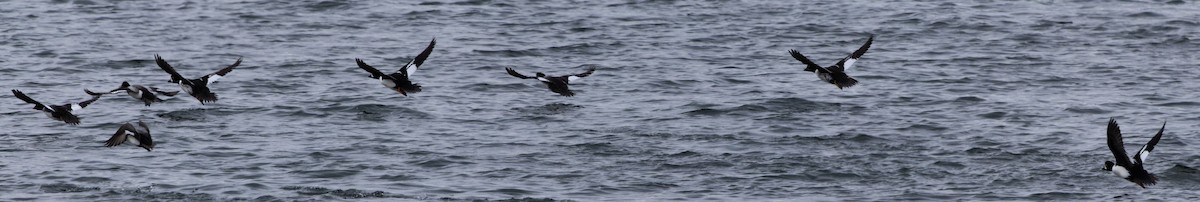 Garrot d'Islande - ML555251491