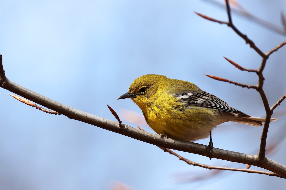 Pine Warbler - ML555251711