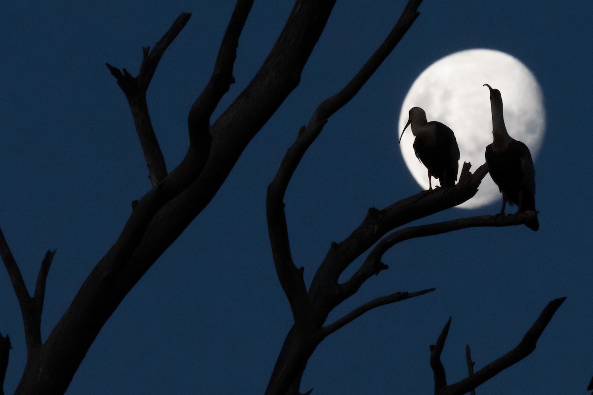 Buff-necked Ibis - ML555251791