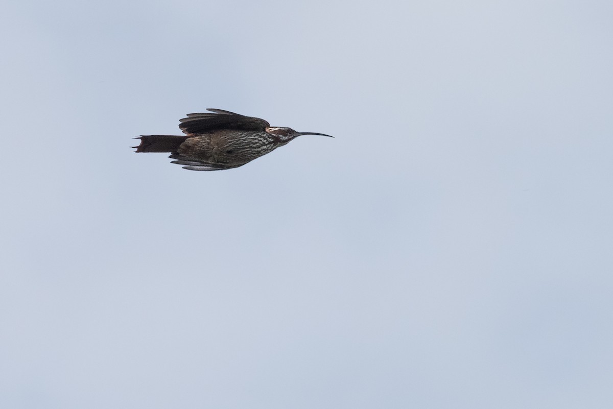 Scimitar-billed Woodcreeper - ML555252241