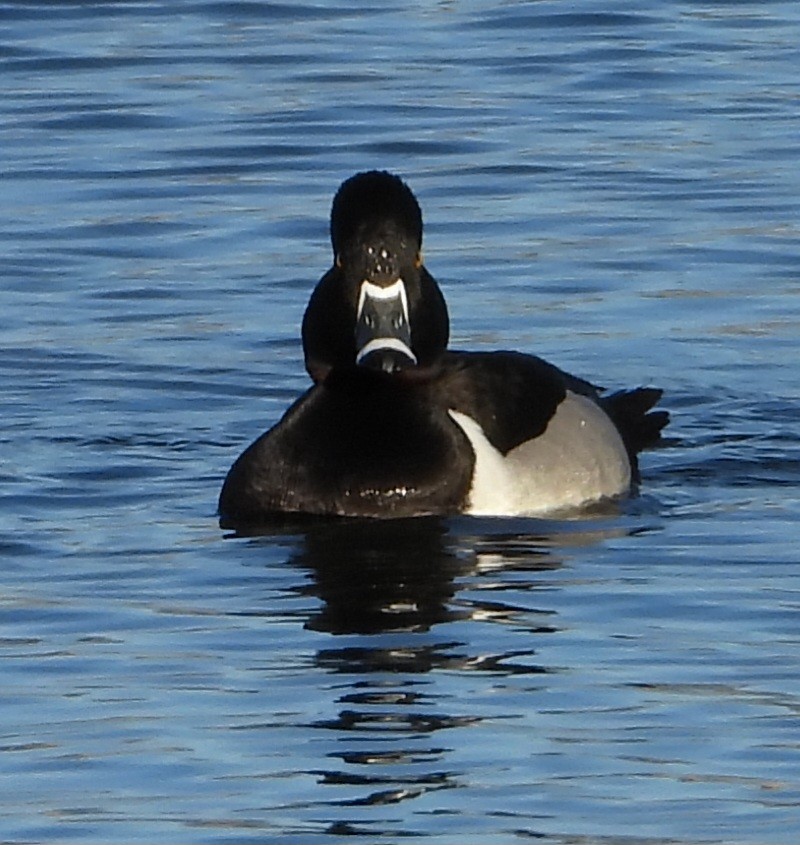Ring-necked Duck - ML555253121
