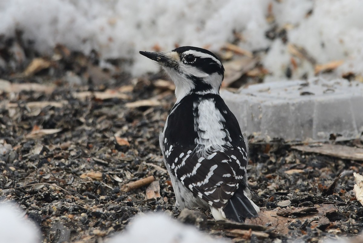 Hairy Woodpecker - Michele Chartier