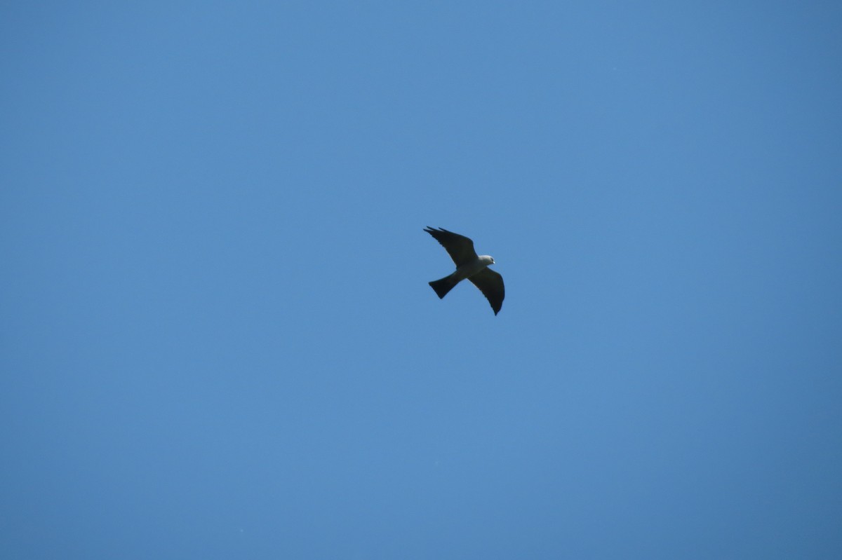 Mississippi Kite - ML555253701