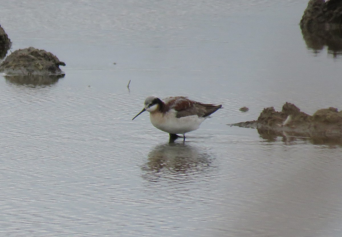 Wilson's Phalarope - ML55525531