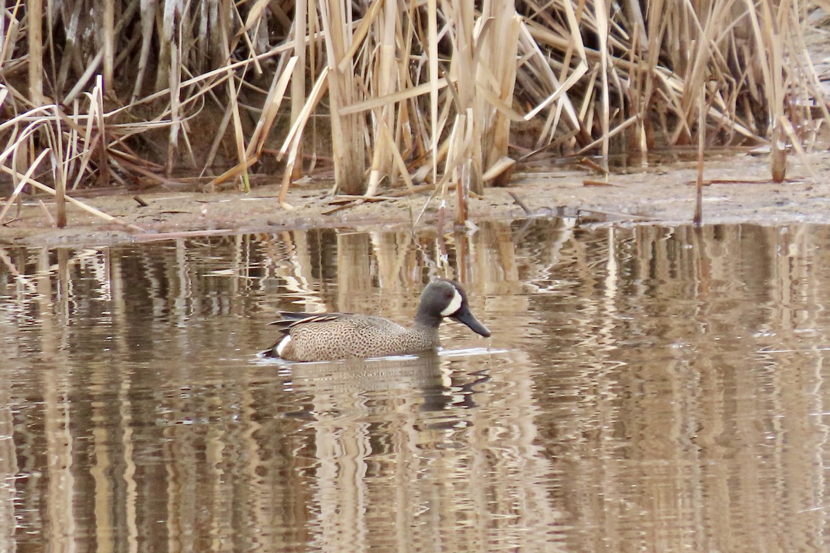 Blue-winged Teal - ML555255491