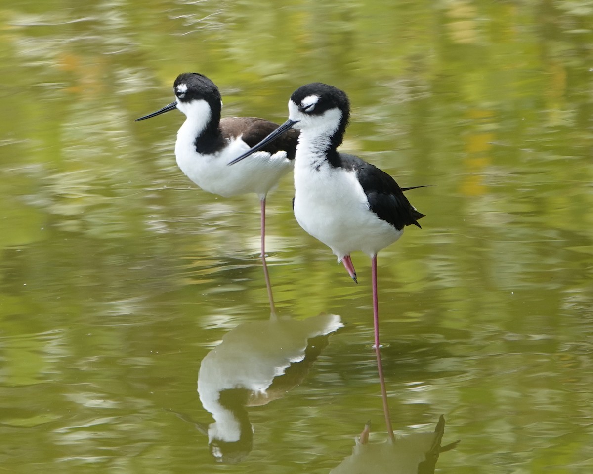 Schwarznacken-Stelzenläufer - ML555256291